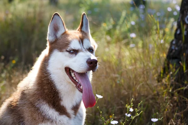 Siberische Husky met blue eye op het groene gras — Stockfoto