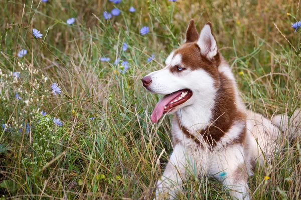 Siberische Husky met blue eye op het groene gras — Stockfoto