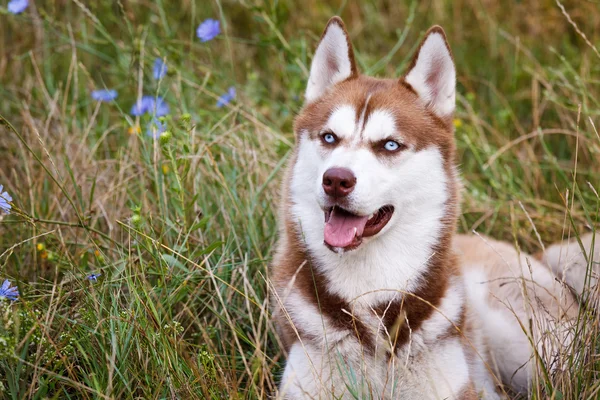 Yeşil çimen, mavi gözlü Sibirya Husky