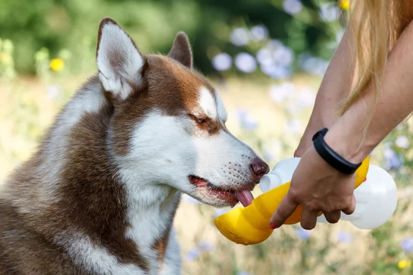 Siberian Husky água potável — Fotografia de Stock