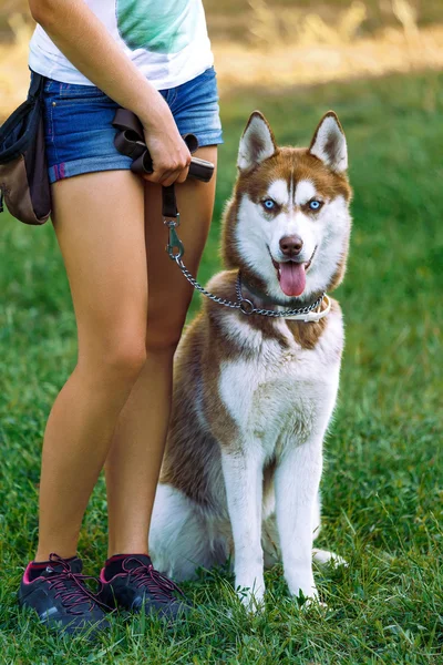 Girl in shorts with a husky sitting on the grass — Stock Photo, Image