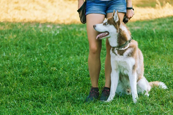 Girl in shorts with a husky sitting on the grass — Stock Photo, Image