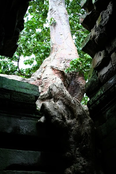 Combodia. Angkor. Prasat Ta Som — Stock fotografie