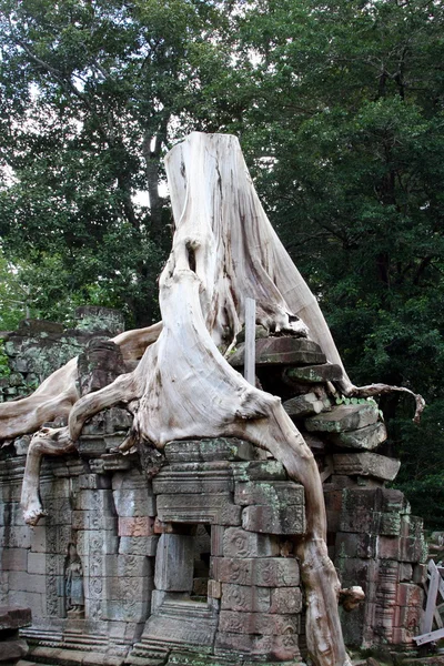 Combodia. Angkor. Prasat Ta Som — Stok fotoğraf