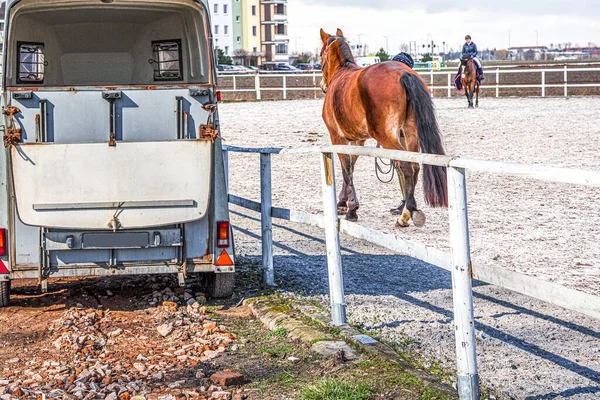 Auto Trailer För Transport Hästar Hästfordon Transport Hästar — Stockfoto