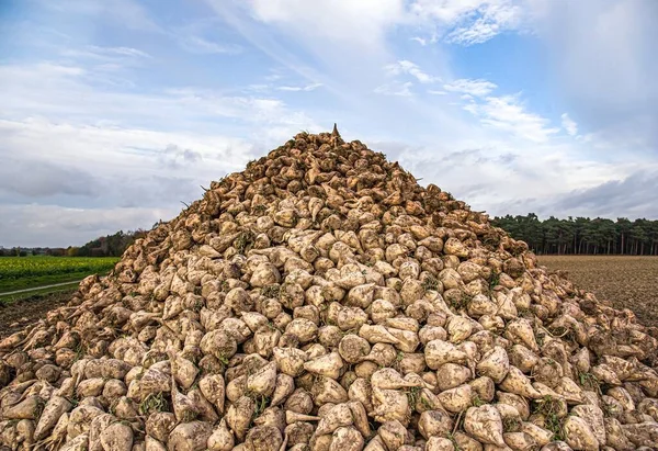 Sugar Beet Vegetables Field Pile White Beetroot — Stock Photo, Image