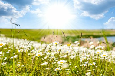 Papatya tarlası, yaz güneşli bir gün.