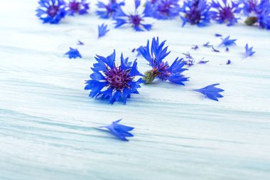 Mavi çiçek, yakın plan. mavi yapraklar serpilmiş