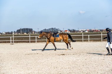 Sürücü atı binicilik kursunda eğitir, spor atı.