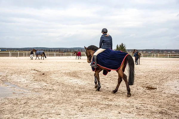 Sports horse in the arena. equestrian sports in detail