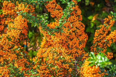 Pyracantha 'nın turuncu sonbahar meyveleri. Evin yakınındaki peyzaj.