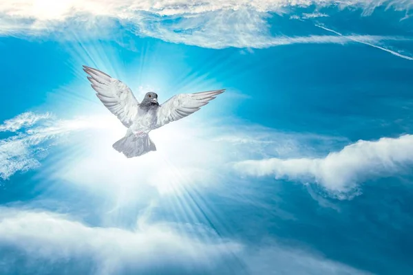 Kanatları Açık Havada Güvercin — Stok fotoğraf