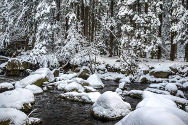 Kış şelalesi, deniz kenarında çok kar, kış ormanlarının arka planı.