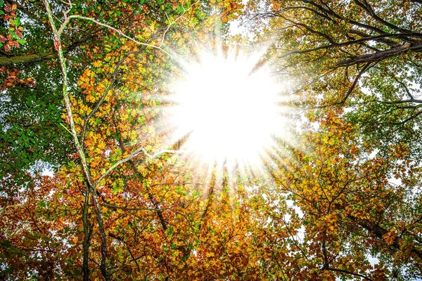 Höstlandskap Solen Skiner Genom Trädens Blad — Stockfoto