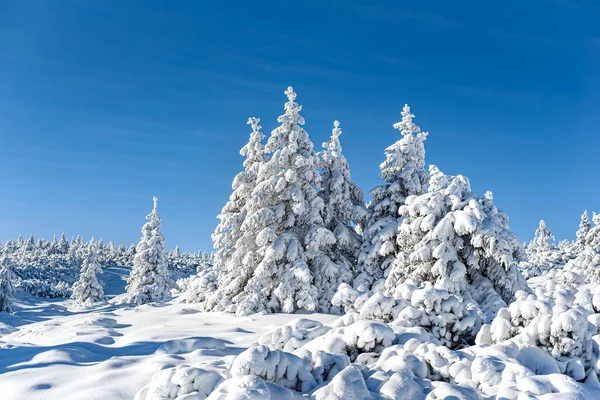 Snödriva Skogen Vinterlandskap Vinterskog — Stockfoto