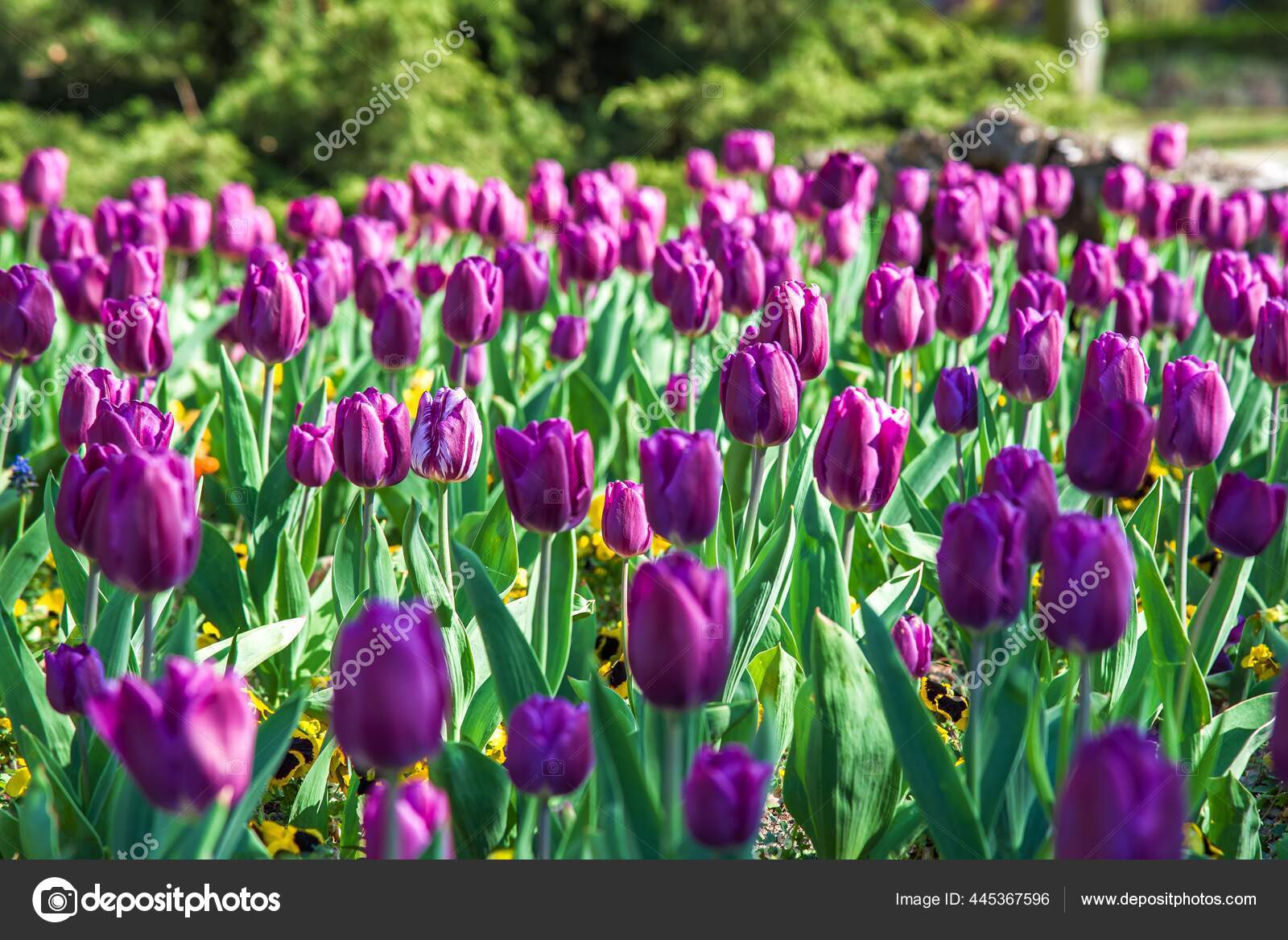 公園内の紫色のチューリップ 花の背景 ストック写真 C Yaalan 公園内の紫色のチューリップ 花の背景 ストック写真 C Yaalan