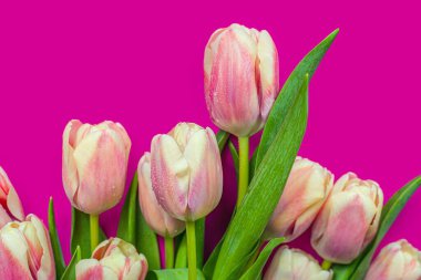 Masadaki güzel laleler. bahar çiçekleri 