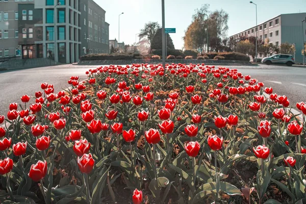 Tulipánok Város Utcáin Tavaszi Háttér — Stock Fotó
