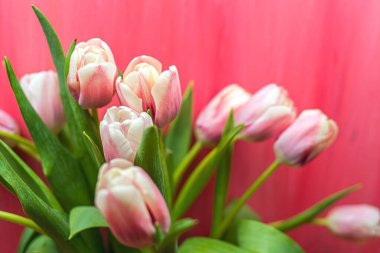 Masadaki çiçekler. Güzel laleler