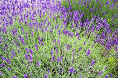 Lavanta yetişen ve çiçek açan çalılar. Lavanta çiçekleri, doğa arka planı mor