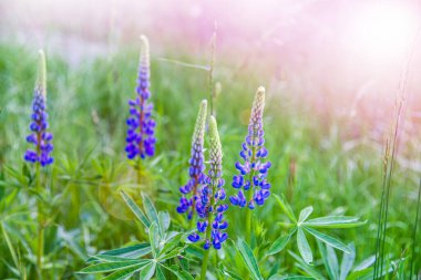 Yabani çiçekler ve otlar. yaz arkaplanı ve güneş ışığı
