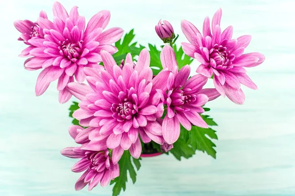 Bouquet of Chrysanthemums Isolated , pink chrysanthemum flower