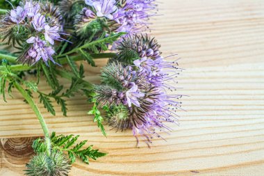  Tahta bir arka planda çiçek açan safhalar.