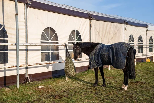 Häst Gården Rid Och Jockeyarbete — Stockfoto