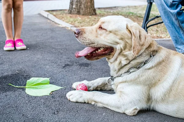 Meisje Loopt Met Haar Hond Labrador — Stockfoto