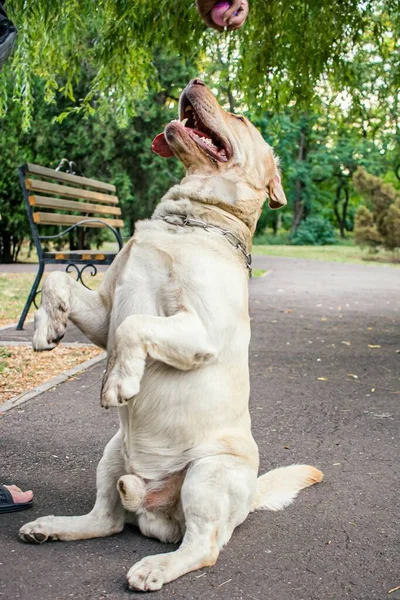 Retrievers Een Van Soorten Jachthonden — Stockfoto