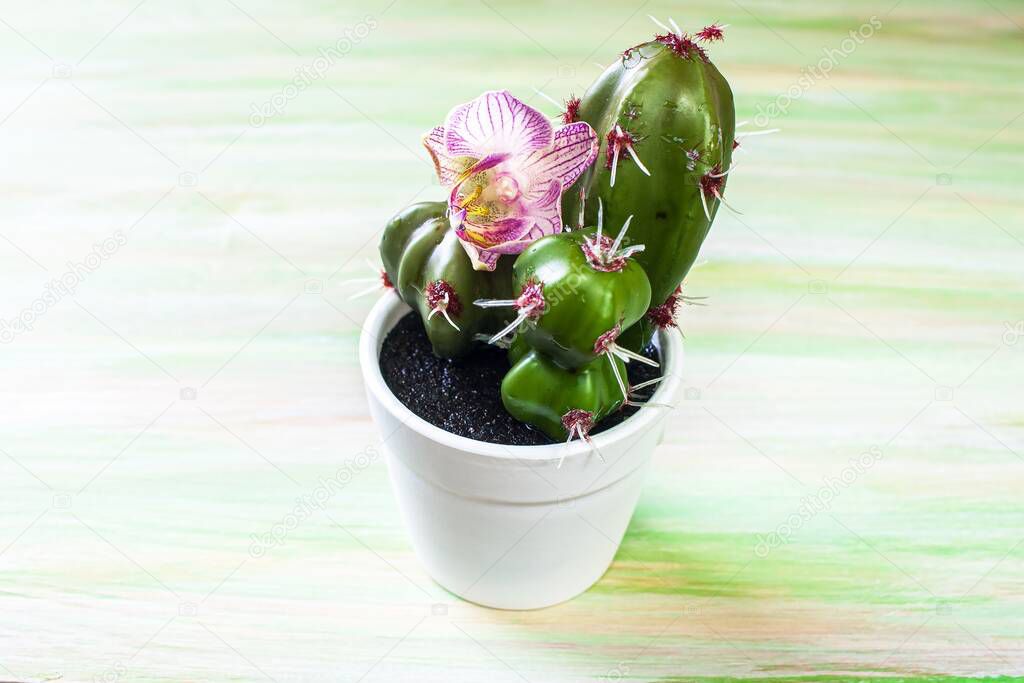 Cactus in a pot. Flowers in the interior. From plastic