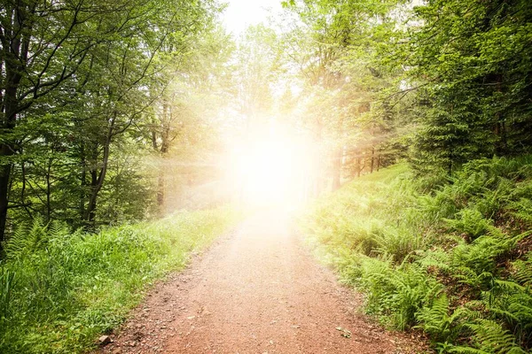 Έξοδος Από Βαθύ Δάσος Βήματα Στο Λαμπερό Φως Του Ήλιου — Φωτογραφία Αρχείου
