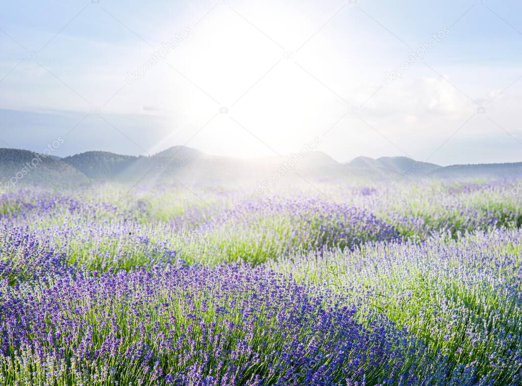 landscape field lavender, purple flowers