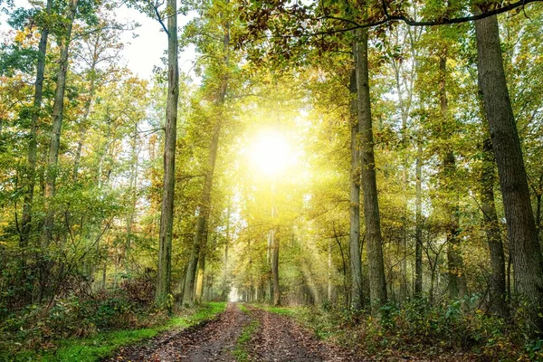 Ακτίνες Του Ήλιου Ένα Σκοτεινό Δάσος Ημέρα Του Φθινοπώρου — Φωτογραφία Αρχείου