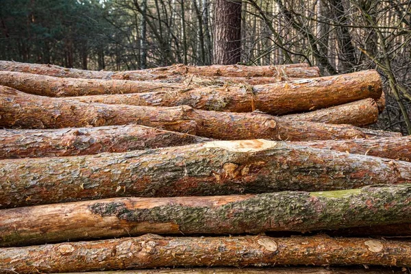 Wood Wooden Logs Lie Forest Harvesting Deforestation — Stock Photo, Image