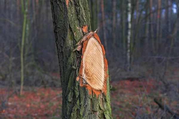 tree bark, nature structure, environmentally friendly material