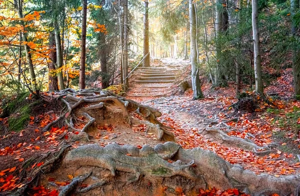 Escaleras Parque Senderismo Día Otoño —  Fotos de Stock