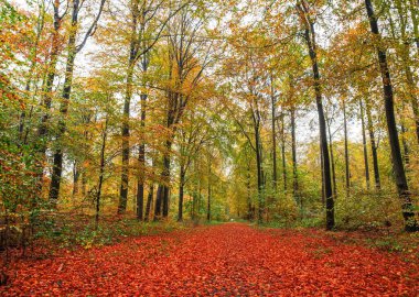 Sonbahar ormanı yağmurdan sonra durgun doğa, sonbahar yağmuru, parkta ıslak ağaçlar.