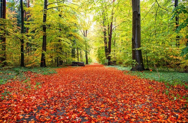 Herfst Bos Regen Kalme Natuur Natte Bomen Regen — Stockfoto