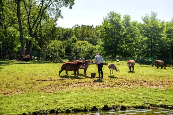 Tapirs Sud Américains Dans Leur Habitat Naturel — Photo