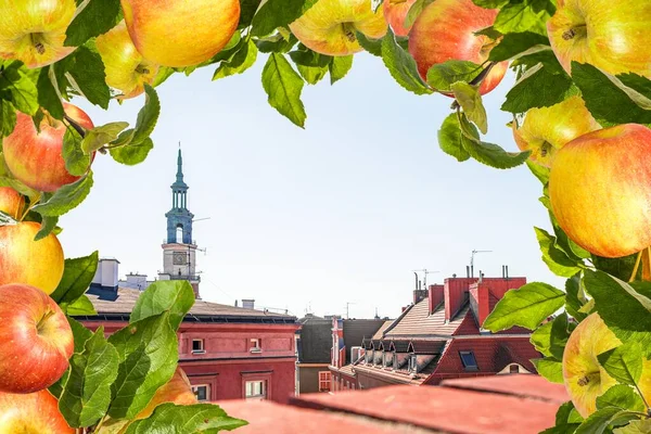 Apple Beautiful Background Gardening Poland — Stock Photo, Image