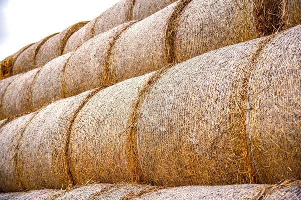 Hay Bales Cloudy Weather Day — Stock Photo, Image