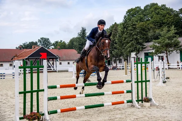 Piękny Koń Jazdy Konnej Sporcie Jeździeckim — Zdjęcie stockowe