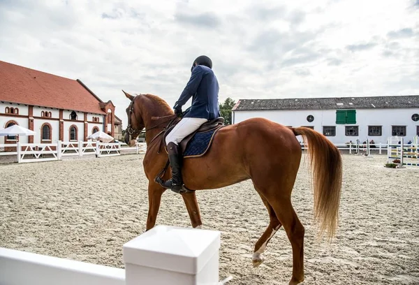 Jeździec Konny Piękny Koń Jazdy Konnej Sporcie Jeździeckim — Zdjęcie stockowe