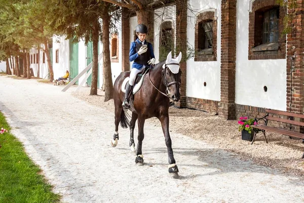 Jinete Caballos Hermoso Caballo Para Montar Deporte Ecuestre — Foto de Stock