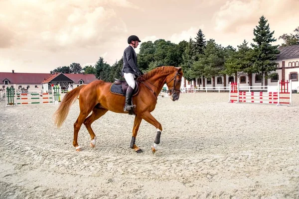 Cavalier Beau Cheval Pour Équitation Dans Sport Équestre — Photo