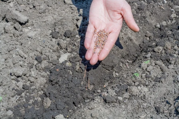 Plantación de semillas — Foto de Stock