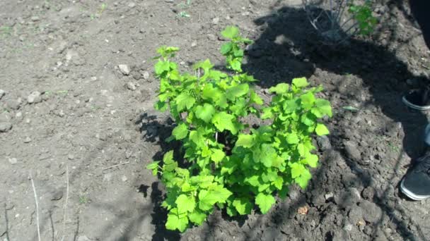 Watering currant bush — Stock Video