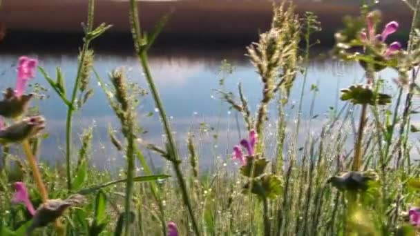 Wildflowers by the lake — Stock Video