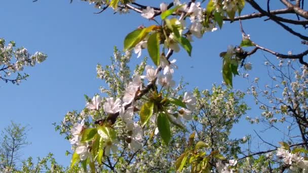 Flores de cerejeira — Vídeo de Stock